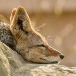 muzzle of swift fox resting on stone in zoo