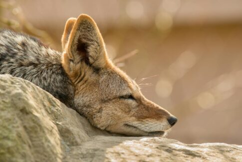 muzzle of swift fox resting on stone in zoo